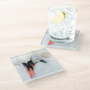 Cutest Baby Animals   Mother & Baby Mute Swan Glass Coaster