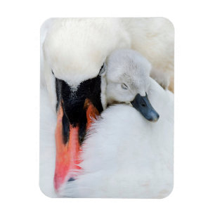 Cutest Baby Animals   Mother & Baby Mute Swan Magnet