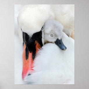 Cutest Baby Animals Mother & Baby Mute Swan Poster