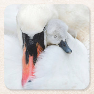 Cutest Baby Animals   Mother & Baby Mute Swan Square Paper Coaster