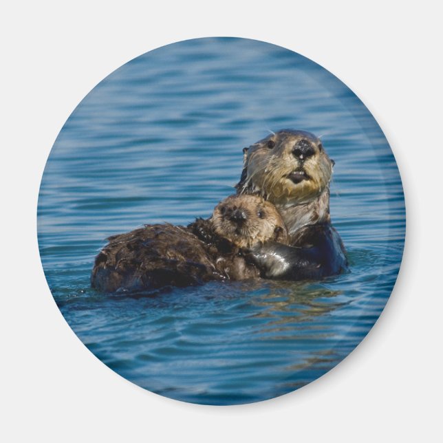 Cutest Baby Animals | Mother & Baby Sea Otter Magnet (Front)