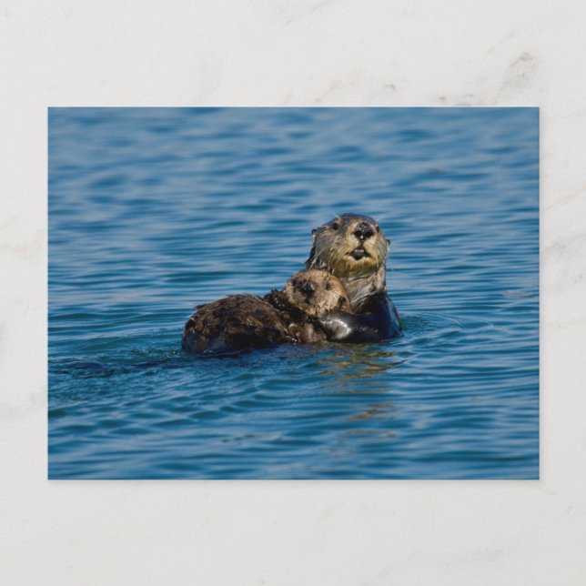 Cutest Baby Animals | Mother & Baby Sea Otter Postcard (Front)