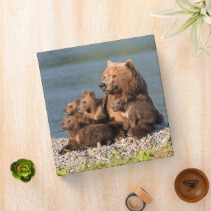 Cutest Baby Animals   Mother Bear & Cubs Binder