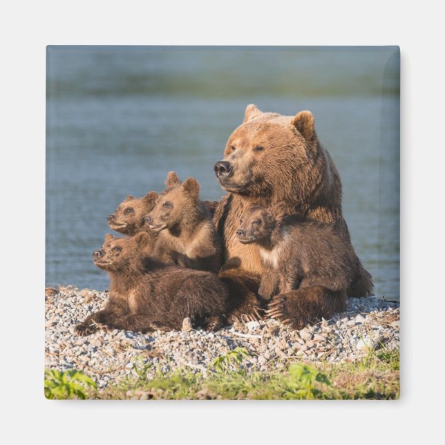 Cutest Baby Animals | Mother Bear & Cubs Magnet (Front)