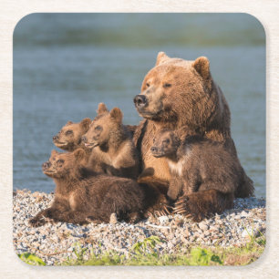 Cutest Baby Animals Mother Bear & Cubs Square Paper Coaster