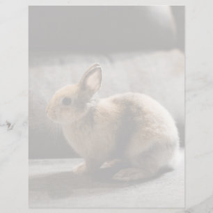 Cutest Baby Animals Netherland Dwarf Rabbit