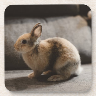 Cutest Baby Animals Netherland Dwarf Rabbit Coaster