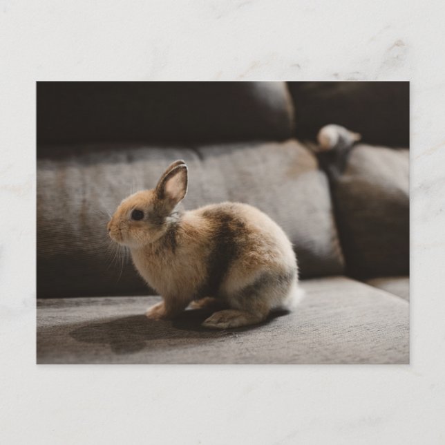Cutest Baby Animals | Netherland Dwarf Rabbit Postcard (Front)