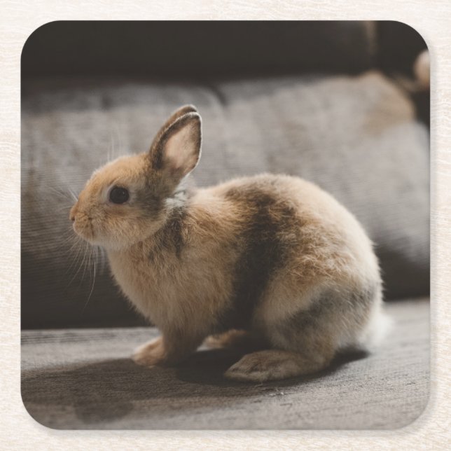 Cutest Baby Animals | Netherland Dwarf Rabbit Square Paper Coaster (Front)