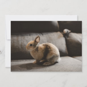 Cutest Baby Animals Netherland Dwarf Rabbit Thank You Card