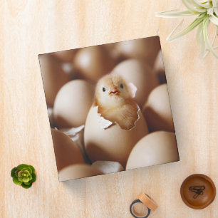 Cutest Baby Animals   New Baby Chick Binder