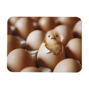 Cutest Baby Animals New Baby Chick Magnet