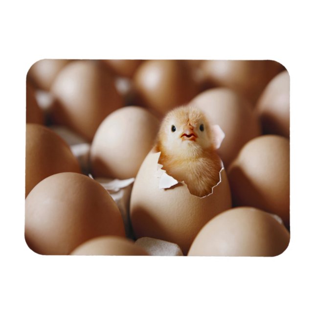 Cutest Baby Animals | New Baby Chick Magnet (Horizontal)