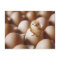 Cutest Baby Animals | New Baby Chick