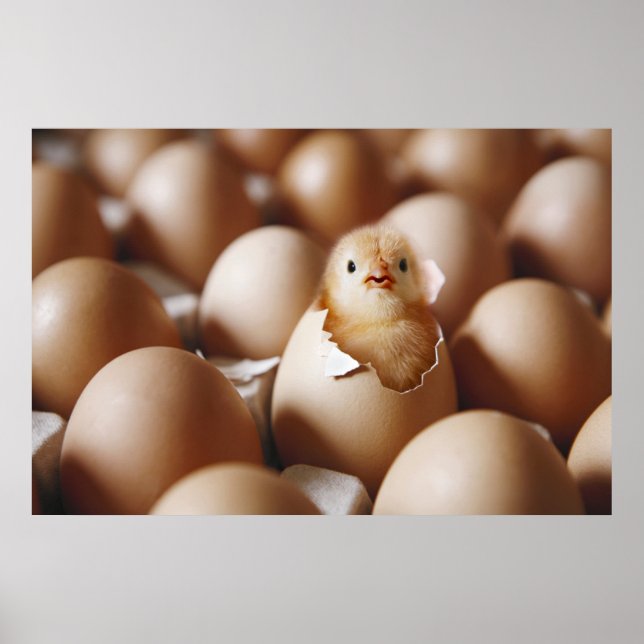 Cutest Baby Animals | New Baby Chick Poster (Front)