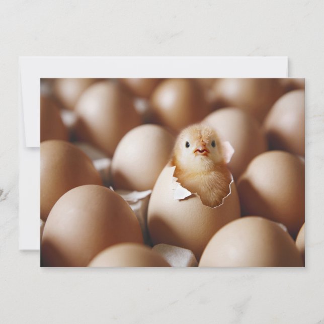 Cutest Baby Animals | New Baby Chick Thank You Card (Front)