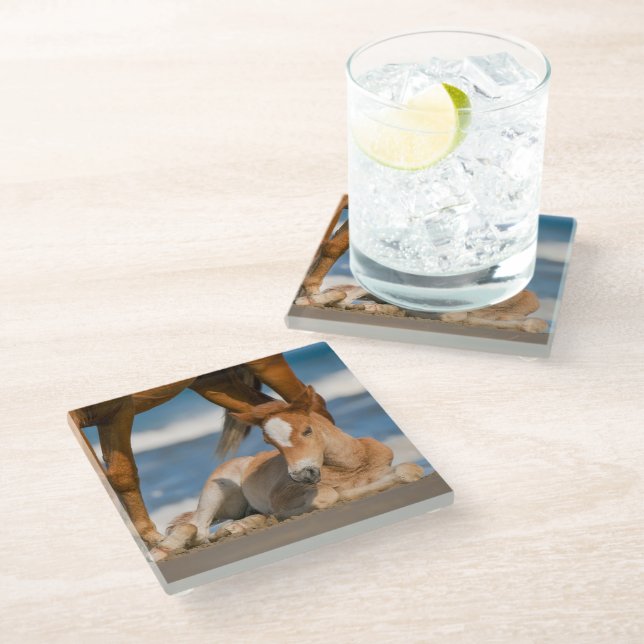 Cutest Baby Animals | Newborn Corolla Wild Horse Glass Coaster (Angled)