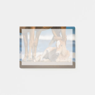 Cutest Baby Animals   Newborn Corolla Wild Horse Post-it Notes