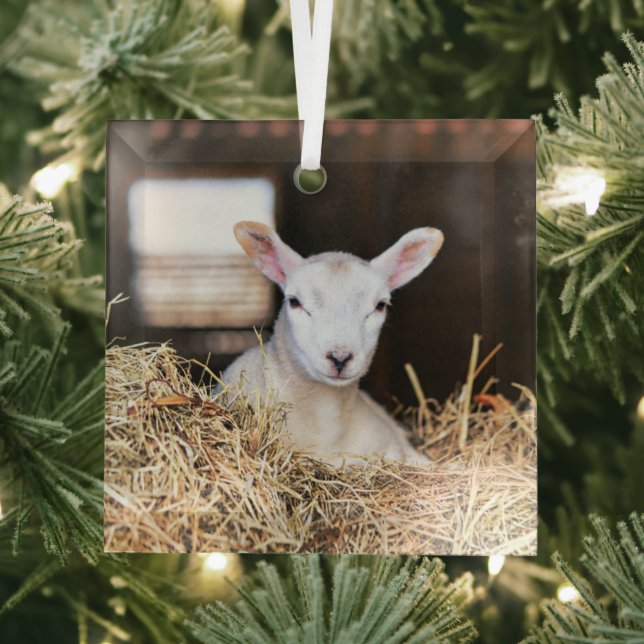 Cutest Baby Animals | Newborn Lamb Glass Ornament (Insitu)
