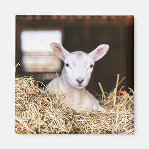 Cutest Baby Animals Newborn Lamb Magnet