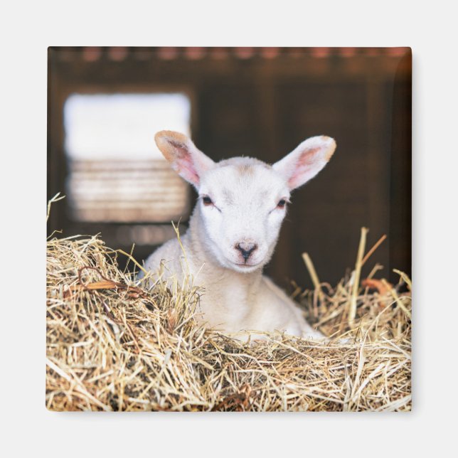 Cutest Baby Animals | Newborn Lamb Magnet (Front)