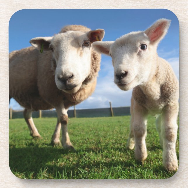 Cutest Baby Animals | Newborn Lamb & Mama Coaster (Front)