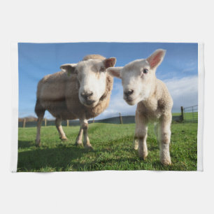Cutest Baby Animals Newborn Lamb & Mama Kitchen Towel