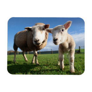 Cutest Baby Animals Newborn Lamb & Mama Magnet