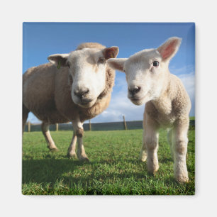 Cutest Baby Animals Newborn Lamb & Mama Magnet