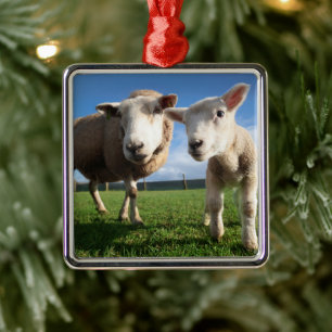 Cutest Baby Animals   Newborn Lamb & Mama Metal Ornament