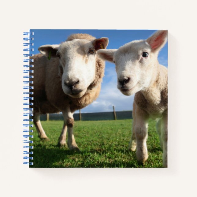 Cutest Baby Animals | Newborn Lamb & Mama Notebook (Front)