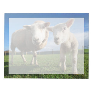 Cutest Baby Animals   Newborn Lamb & Mama Notepad