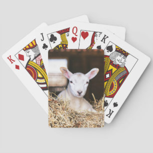 Cutest Baby Animals   Newborn Lamb Playing Cards