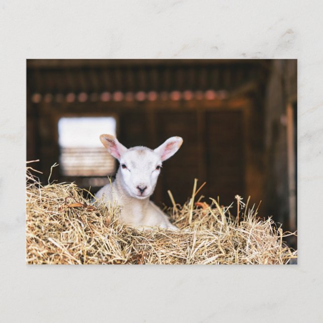 Cutest Baby Animals | Newborn Lamb Postcard (Front)