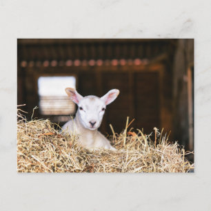 Cutest Baby Animals   Newborn Lamb Postcard