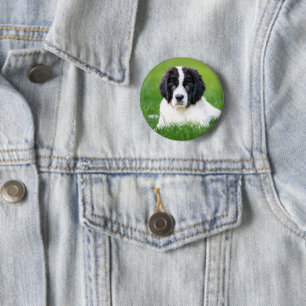 Cutest Baby Animals   Newfoundland Puppy 2 Inch Round Button