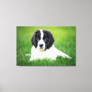 Cutest Baby Animals Newfoundland Puppy Canvas Print