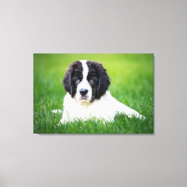 Cutest Baby Animals | Newfoundland Puppy Canvas Print (Front)
