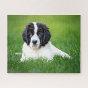 Cutest Baby Animals   Newfoundland Puppy Jigsaw Puzzle