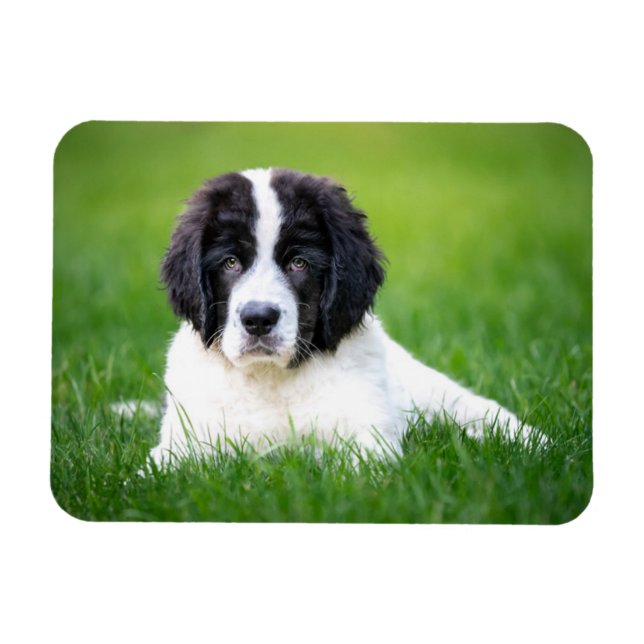Cutest Baby Animals | Newfoundland Puppy Magnet (Horizontal)