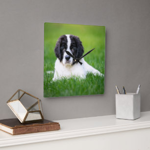 Cutest Baby Animals Newfoundland Puppy Square Wall Clock