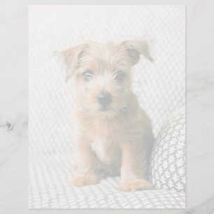 Cutest Baby Animals   Norfolk Terrier Puppy