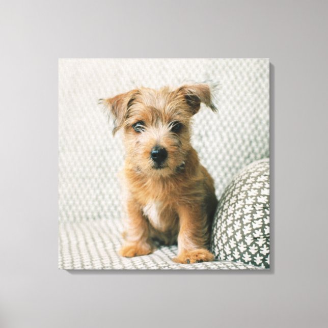 Cutest Baby Animals | Norfolk Terrier Puppy Canvas Print (Front)