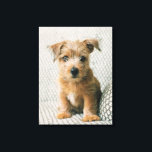 Cutest Baby Animals | Norfolk Terrier Puppy Canvas Print<br><div class="desc">This cute Getty Images photo features a puppy sitting on the sofa.</div>