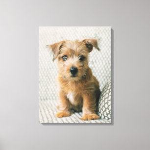 Cutest Baby Animals   Norfolk Terrier Puppy Canvas Print