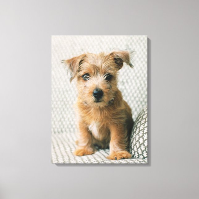 Cutest Baby Animals | Norfolk Terrier Puppy Canvas Print (Front)