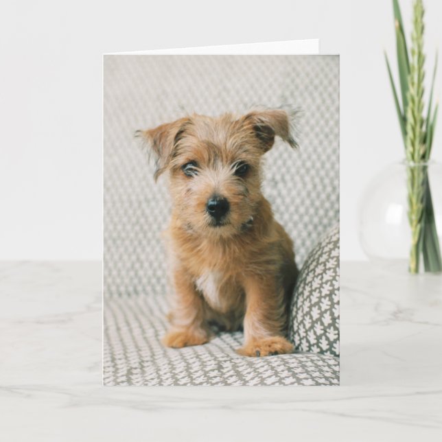 Cutest Baby Animals | Norfolk Terrier Puppy Card (Front)