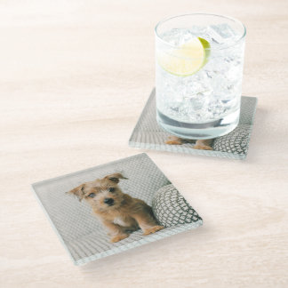 Cutest Baby Animals | Norfolk Terrier Puppy Glass Coaster