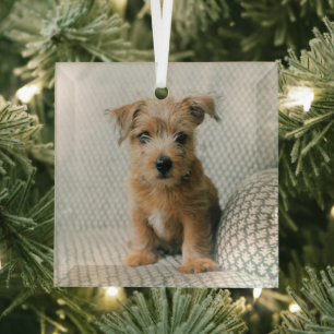 Cutest Baby Animals   Norfolk Terrier Puppy Glass Ornament
