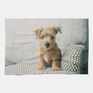 Cutest Baby Animals Norfolk Terrier Puppy Kitchen Towel